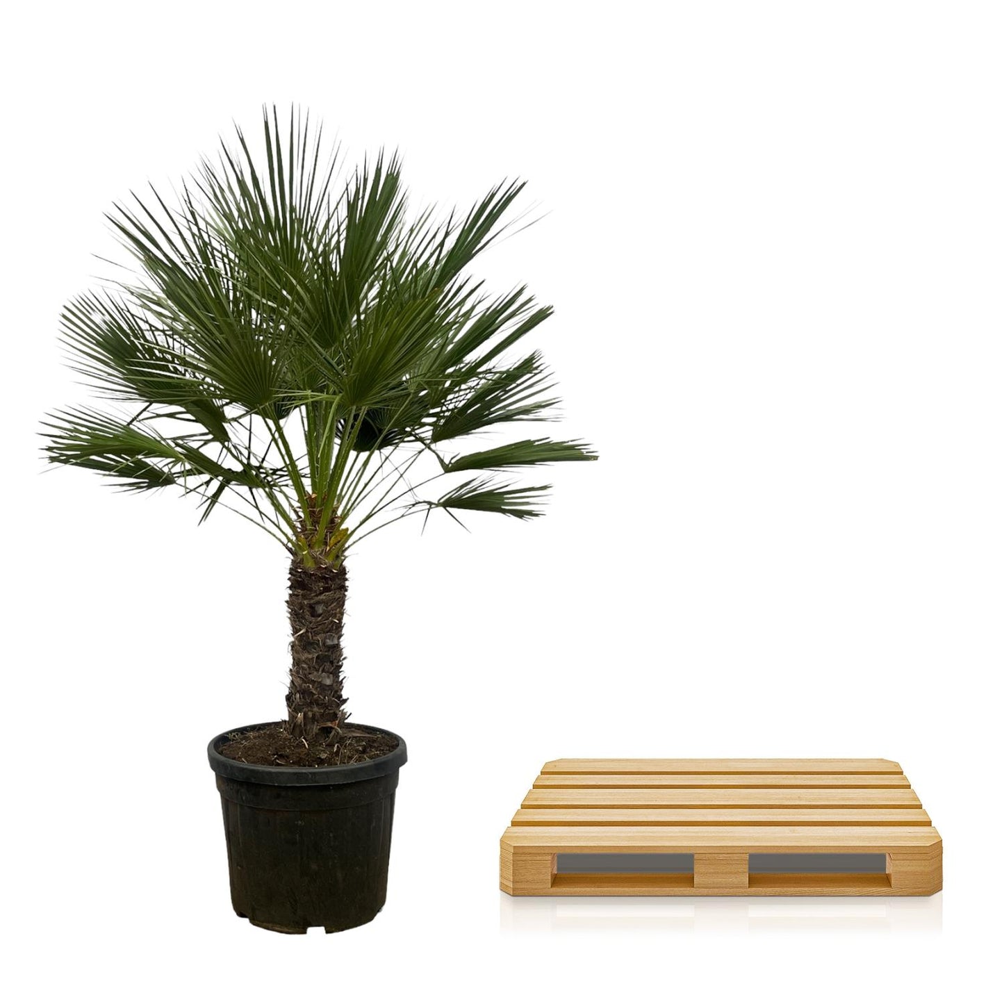 Zwergpalme auf Stamm – 150 cm mediterranes Flair