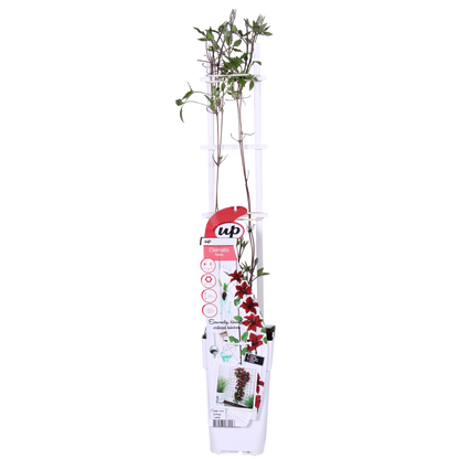 Clematis Nubia - Clematis Evison Rot - Ø15cm - ↕65cm - Ø15 - ↨65cm