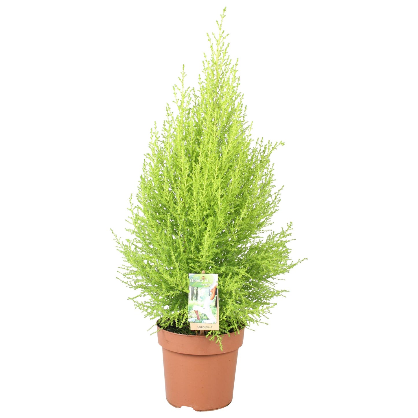 Cupressus Goldcrest Wilma - Ø17cm - ↕80cm