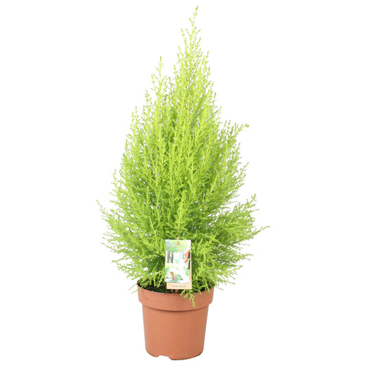 Cupressus Goldcrest Wilma - Ø17cm - ↕80cm