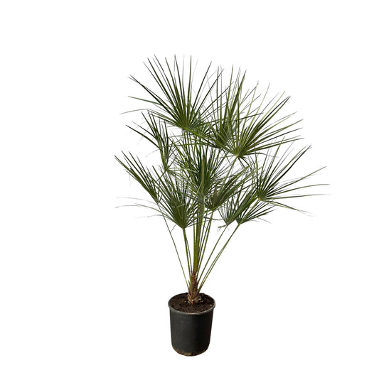 Zwergpalme auf Stamm 160cm – Mediterranes Flair für Zuhause