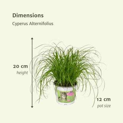 Cyperus Alternifolius (Katzengras) - 4 Stücke - Ø12cm - ↕20cm