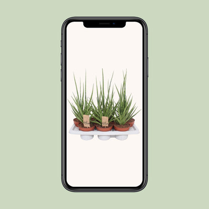 Sansevieria Gracilis Grey - Ø14cm - ↕55cm