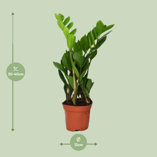 Zamioculcas Zamiifolia  - Ø12cm - ↕40cm