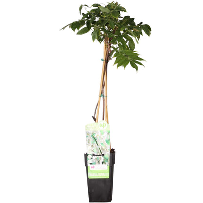 Wisteria floribunda 'Longissima Alba' - WeiÃŸer Regen - Ø15cm - ↕65cm