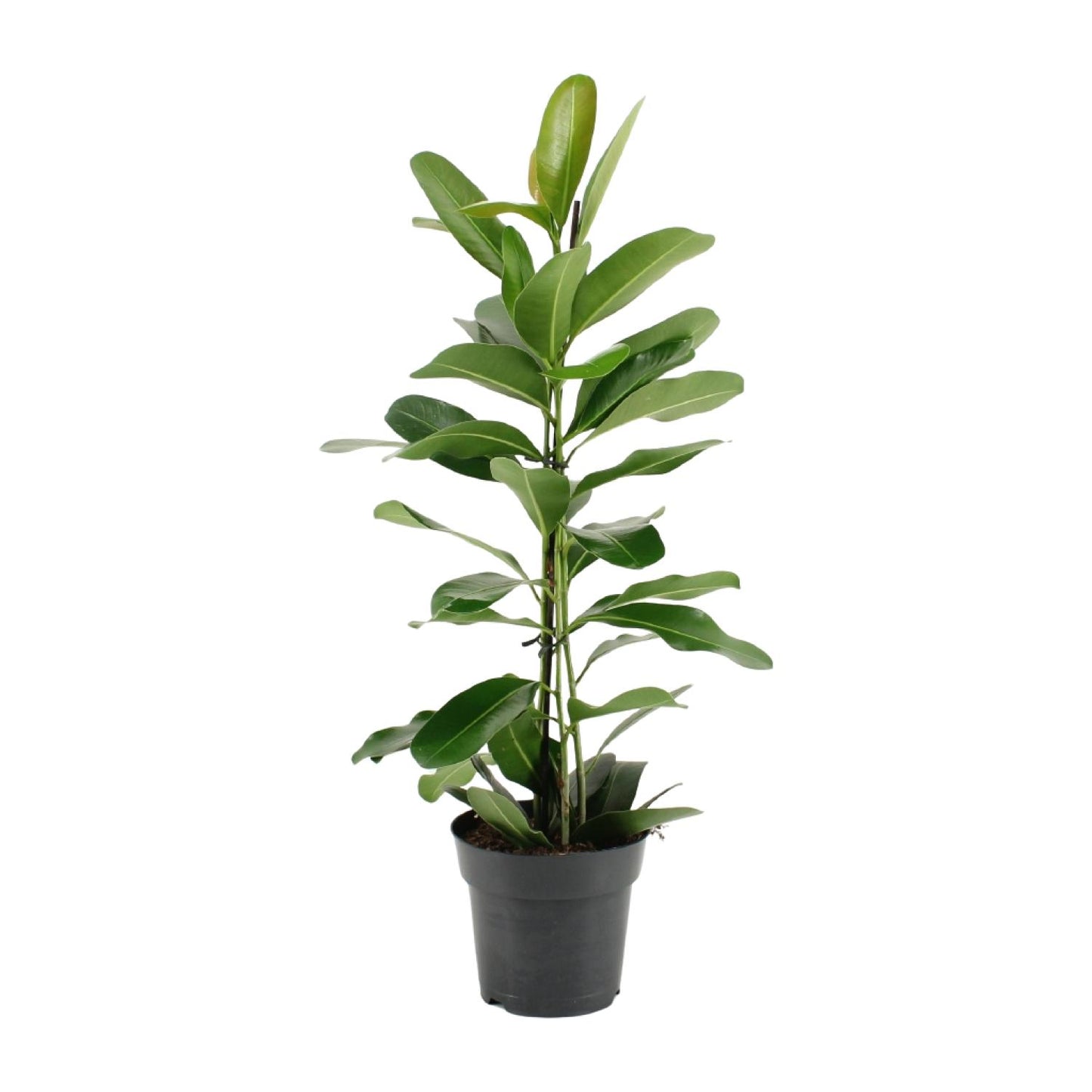 Ficus Microcarpa Smile® - Ø17cm - ↕70cm