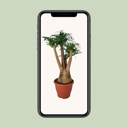 Beaucarnea Nolina - Ø29cm - ↕90cm