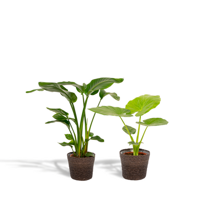 Strelitzia Nicolai - Ø19cm - ↕85cm + Alocasia Macrorrhiza - Ø19cm - ↕70cm + Korb Igmar