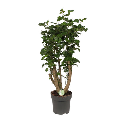Polyscias Lemon - Ø24cm - ↕95cm