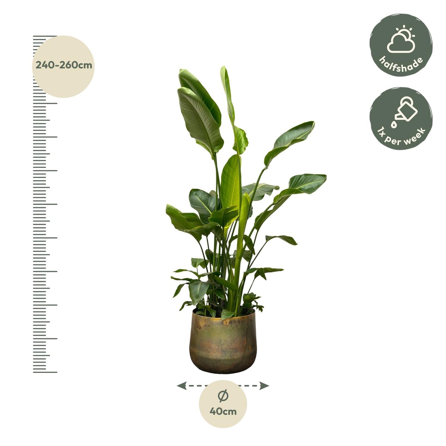 Paradiesvogelblume XXL – Strelitzia Nicolai 250 cm