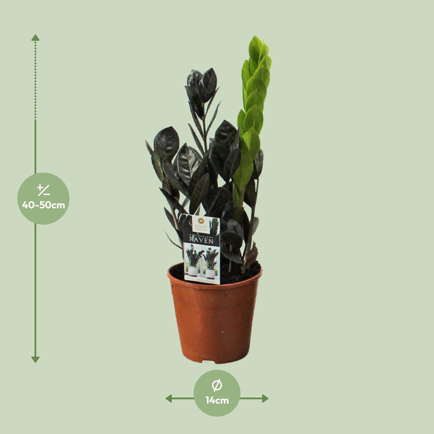 Zamioculcas Raven - Ø14cm - ↕45cm