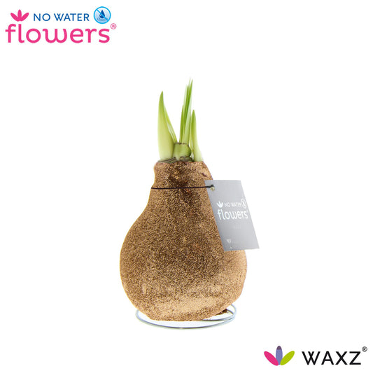 No Water Flowers Waxz Glitterz® Champagne - ↕15cm