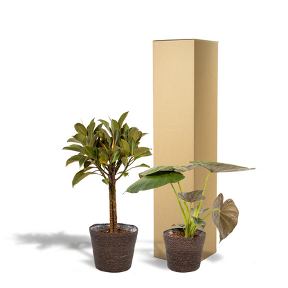 Ficus Elastica Melany - Ø21cm - ↕85cm + Alocasia Wentii - Ø19cm - ↕60cm + Korb Igmar