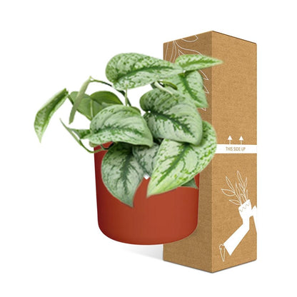 Scindapsus Pictus ‘Trebie’ in ELHO b.for soft rond 14cm brique