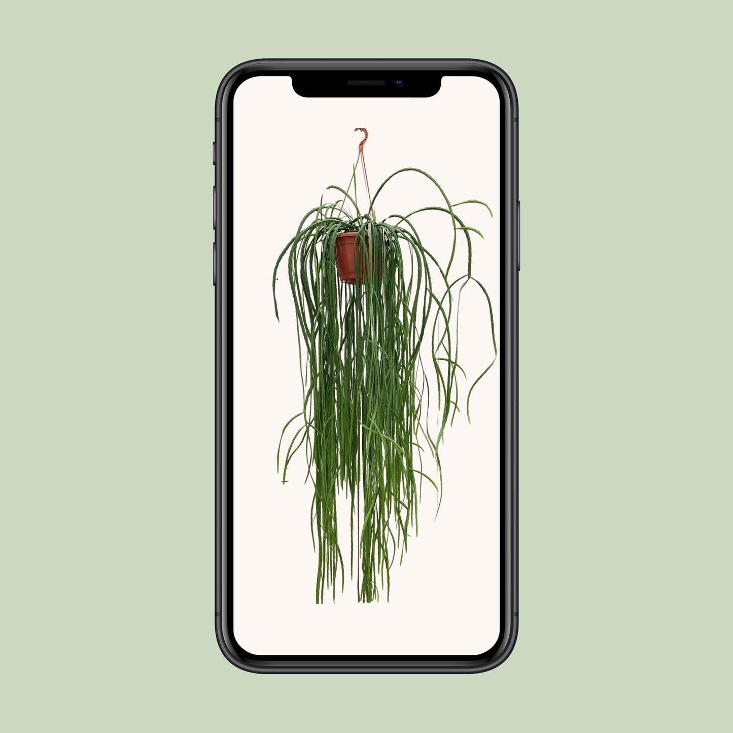 Lepismium Bolivianum - Ø20cm - ↕70cm