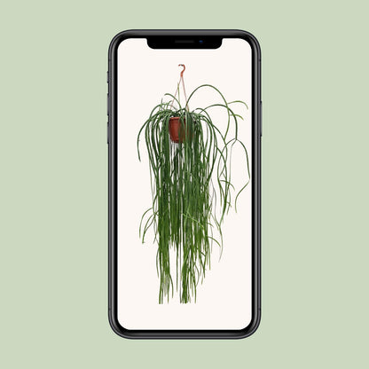 Lepismium Bolivianum - Ø20cm - ↕70cm