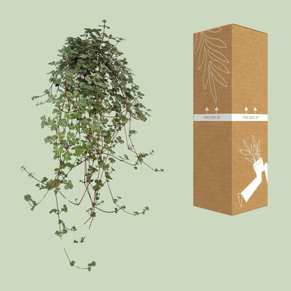 Pilea Glaucophylla - Ø11cm - ↕20cm