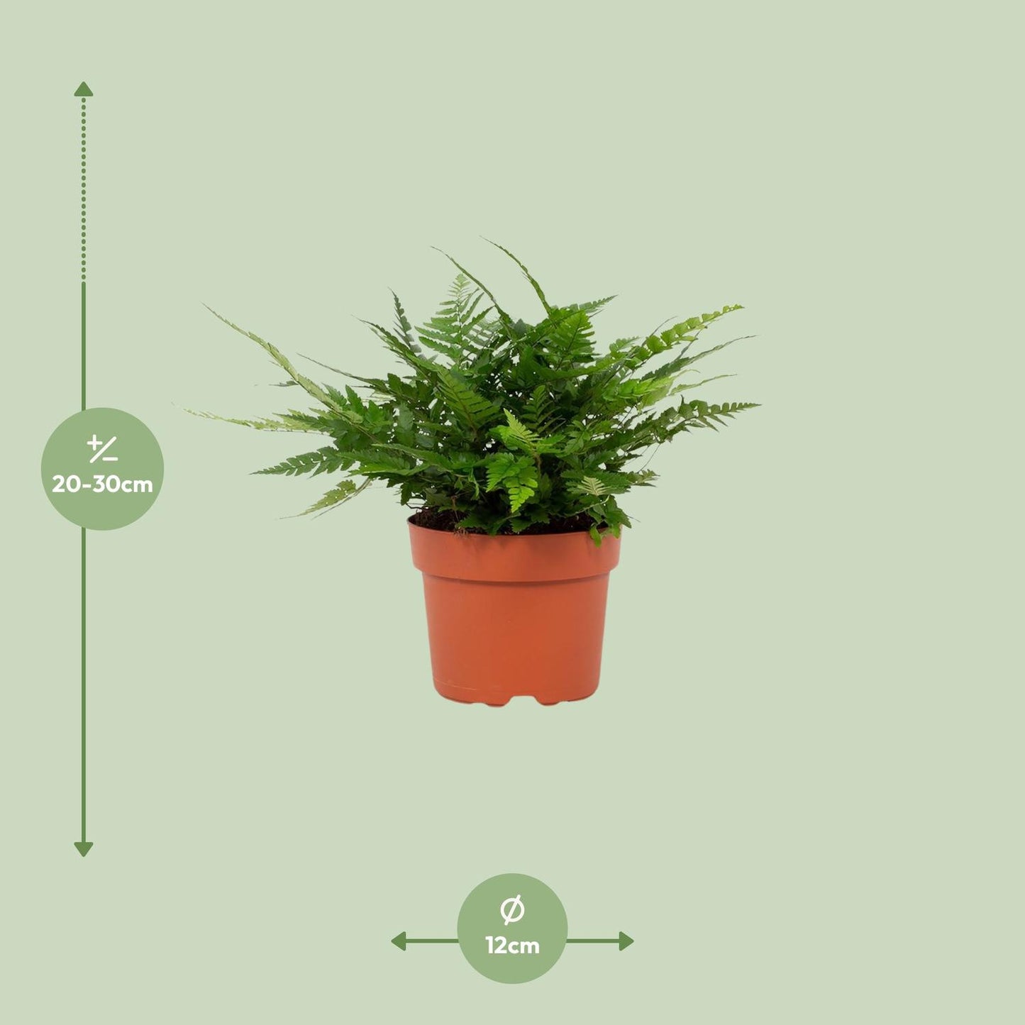Polystichum Tsussimense Biaristatum - Ø12cm - ↕23cm