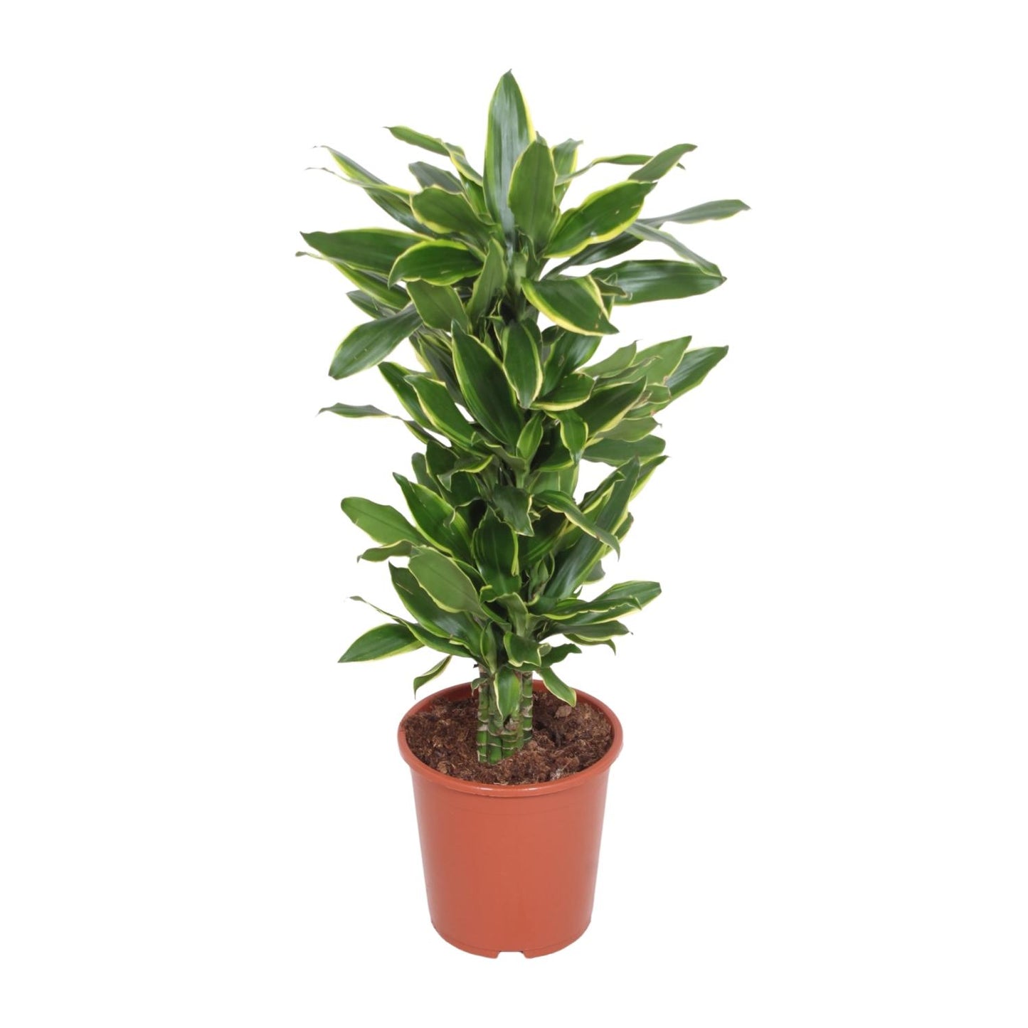 Dracaena Golden Coast - Ø27cm - ↕110cm