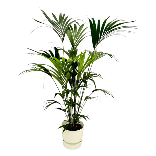 Kentia Palme 160 cm – Stilvolle Zimmerpalme im Topf