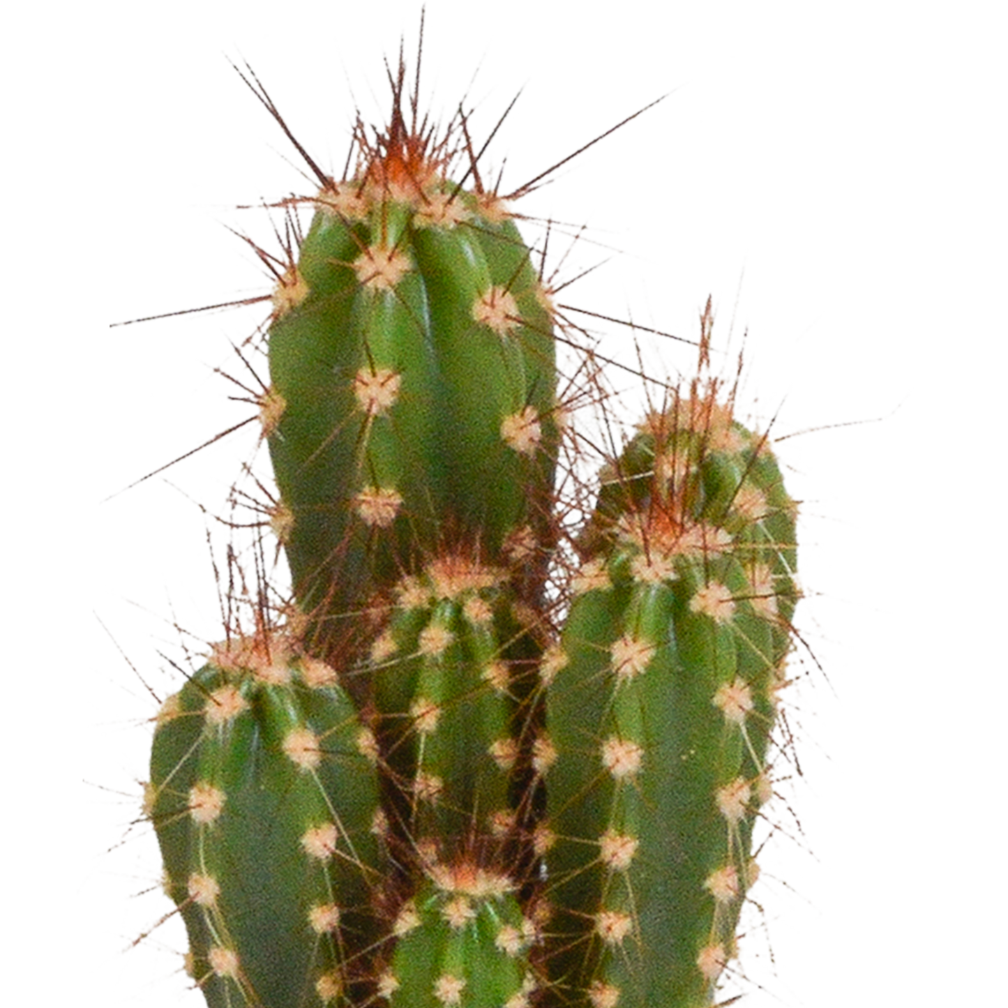 Cactus en vetplanten Mischung 5,5 cm | 15 stück - in Mexicaanse pot