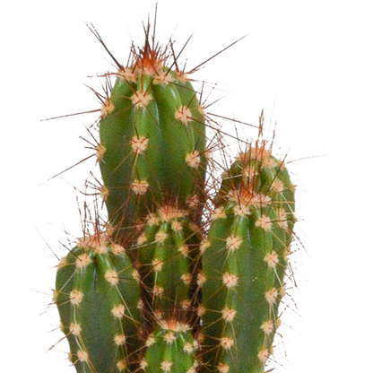 Cactus en vetplanten Mischung 5,5 cm | 15 stück - in Mexicaanse pot