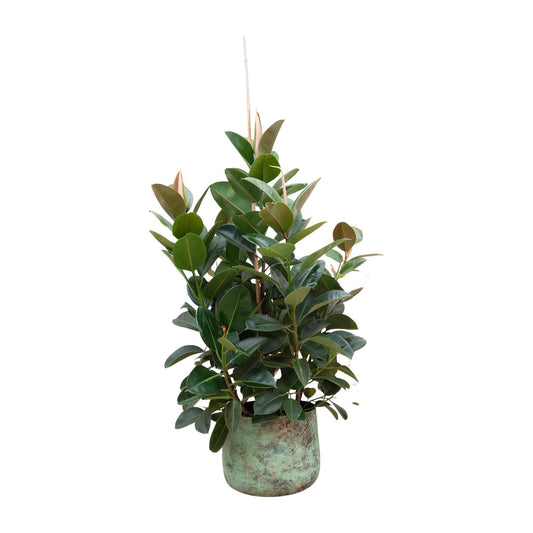 Gummibaum 'Robusta' Verzweigt – 150 cm Zimmerpflanze