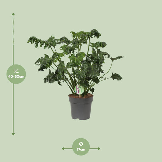 Philodendron Atlantis - Ø17cm - ↕50cm