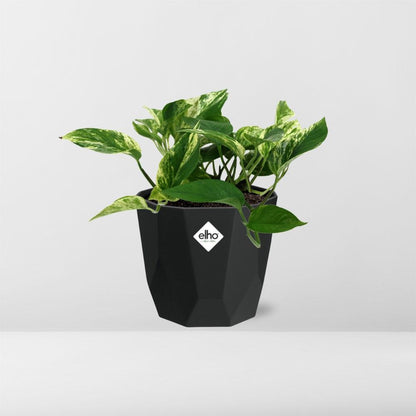 Scindapsus (Epipremnum) Marble Queen in 14cm b.for rock living black