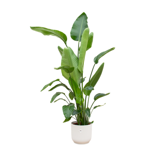 Paradiesvogelblume Nicolai 180 cm mit weißem Topf