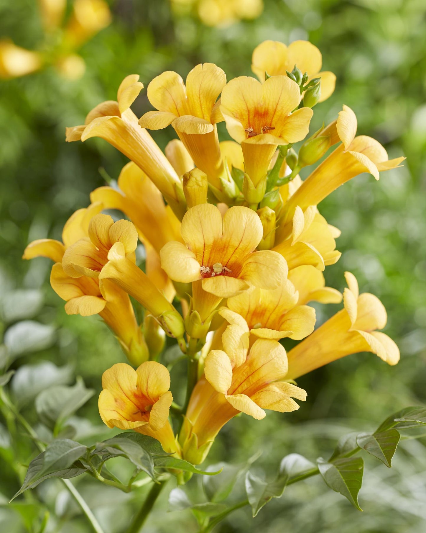 Campsis Summer Jazz 'Gold Trumpet' - Trompetenblume Gelb- Ø15cm - ↕65cm