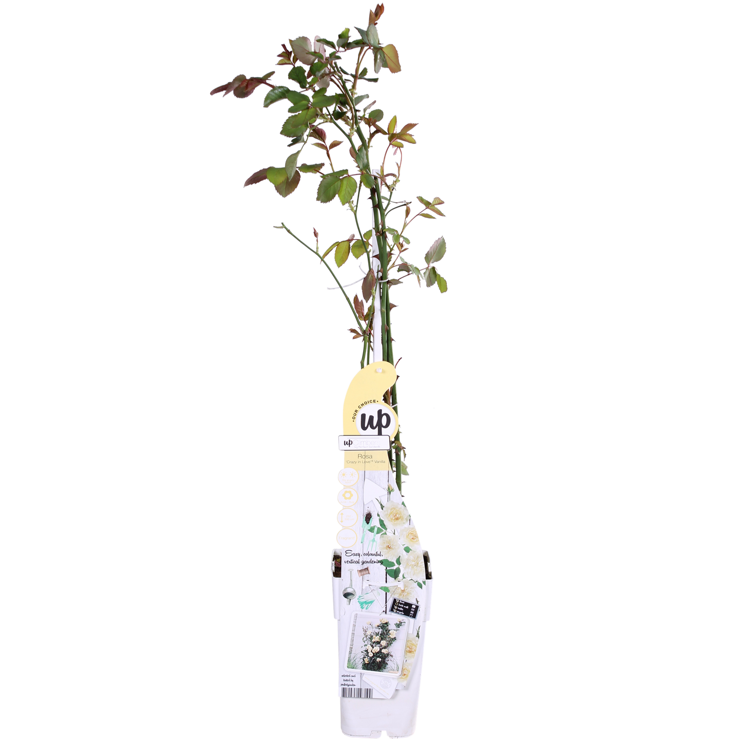 3x - Rosa Crazy in love 'Vanilla' - ↨65cm - Ø15