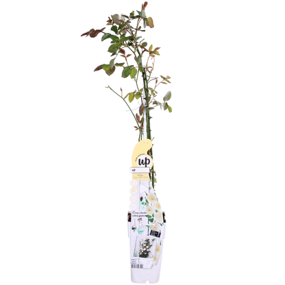 3x - Rosa Crazy in love 'Vanilla' - ↨65cm - Ø15