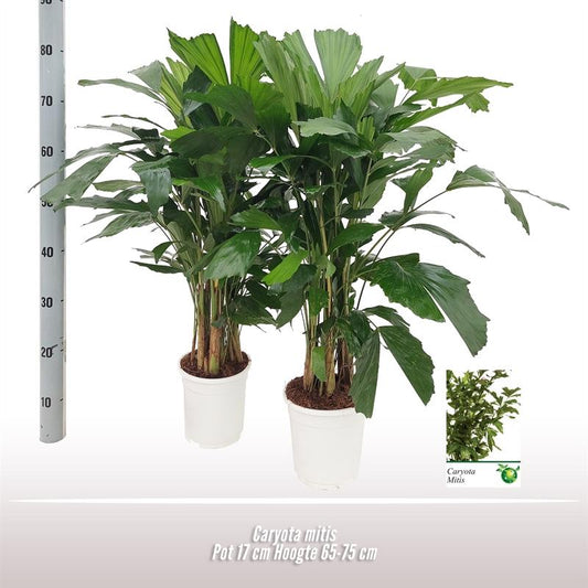 Caryota Mitis - Ø17 ↕65
