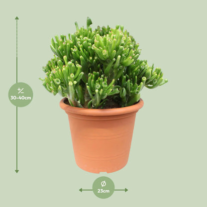 Crassula Hobbit - Ø23cm - ↕35cm
