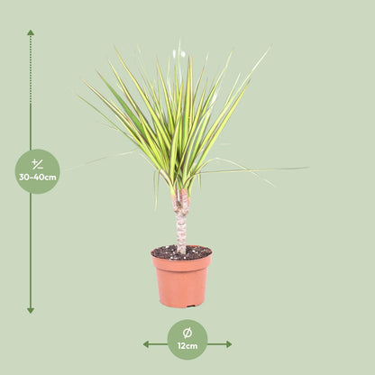 Dracaena Sunray Enkele Stam - Ø12cm - ↕50cm