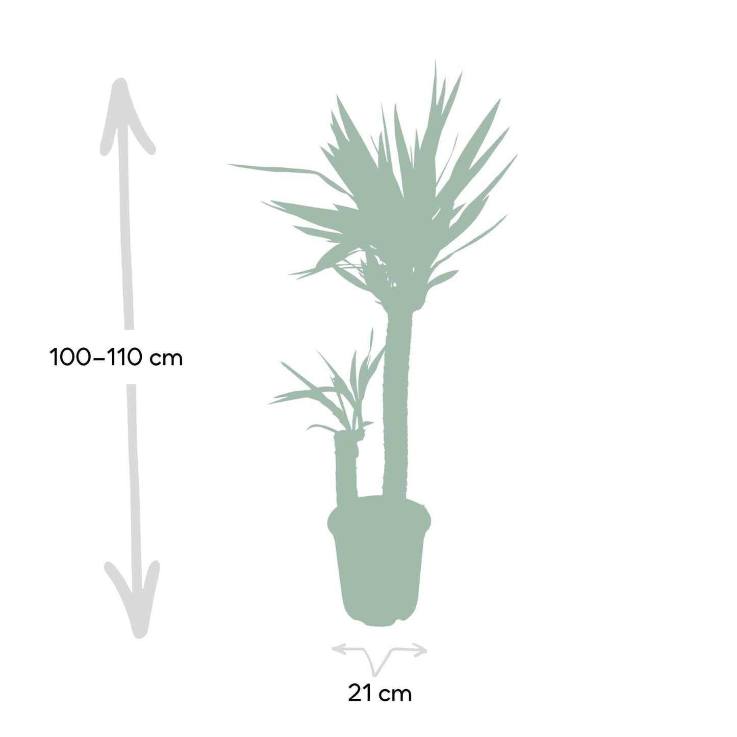 Yucca Elephantipes - Ø21cm - ↕100cm
