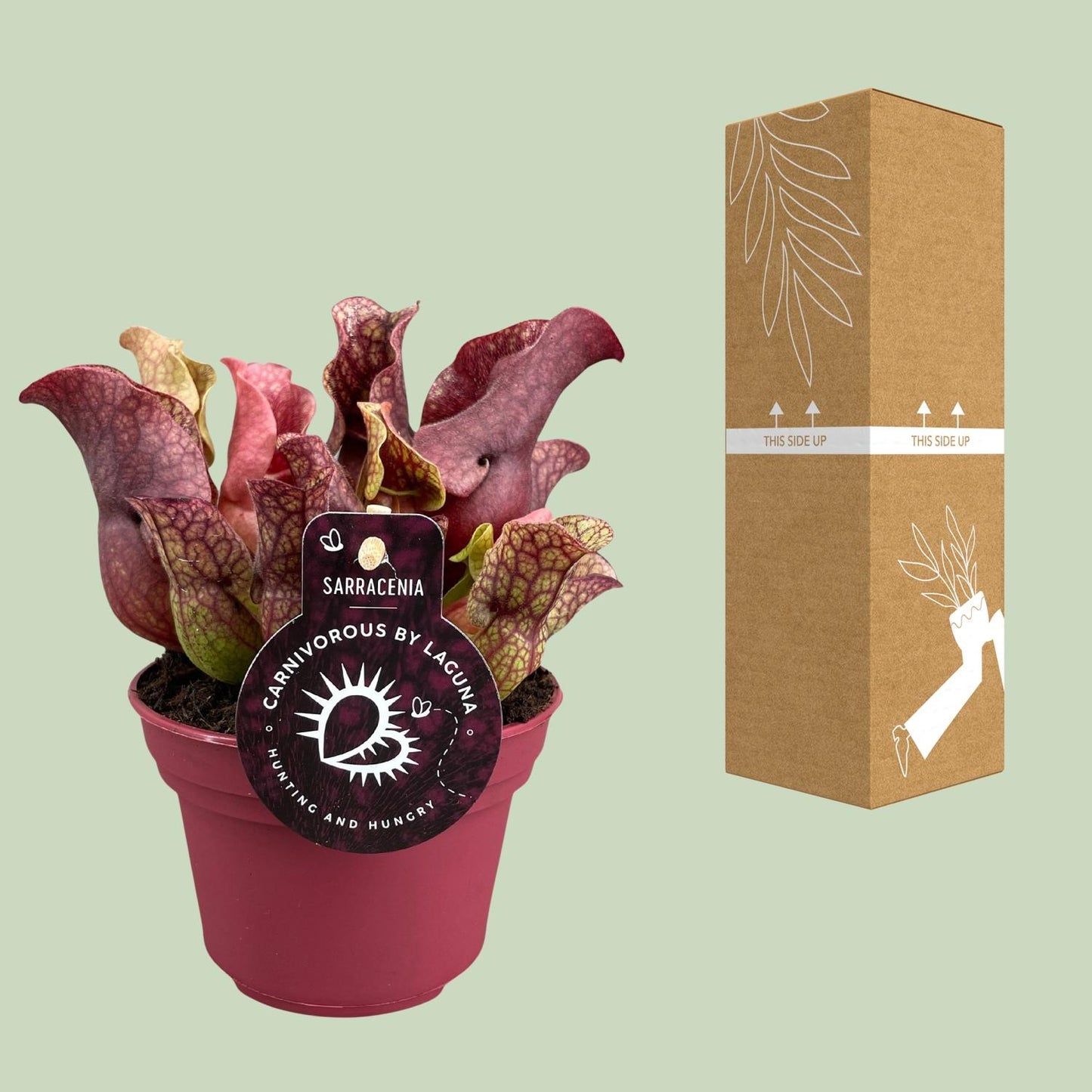 Sarracenia - Ø12cm - ↕20cm