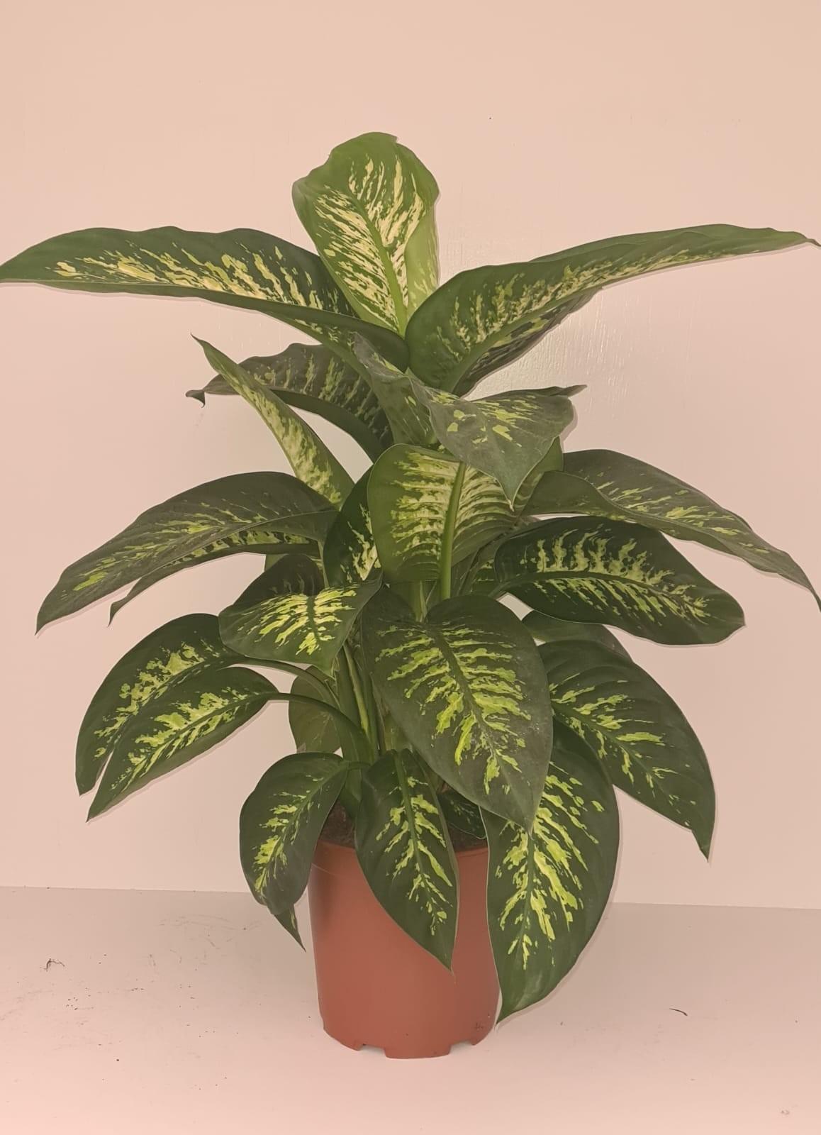 Dieffenbachia Tropic Snow