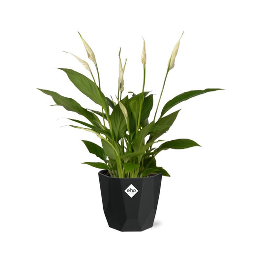 Spathiphyllum 12 Cm Torelli in 14cm b.for rock living black