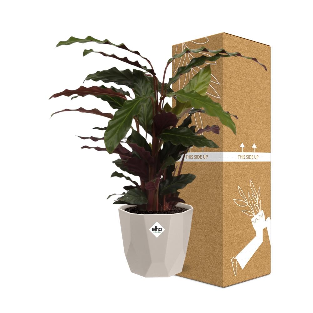 Calathea Rufibarba ‘Tropistar’ in ELHO b.for rock 14 cm warm grey