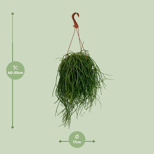 Rhipsalis Shaferi - Ø17cm - ↕45cm