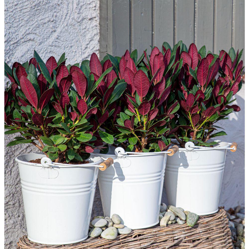 Rhododendron 'Wine & Roses' - Ø13cm - ↕20cm