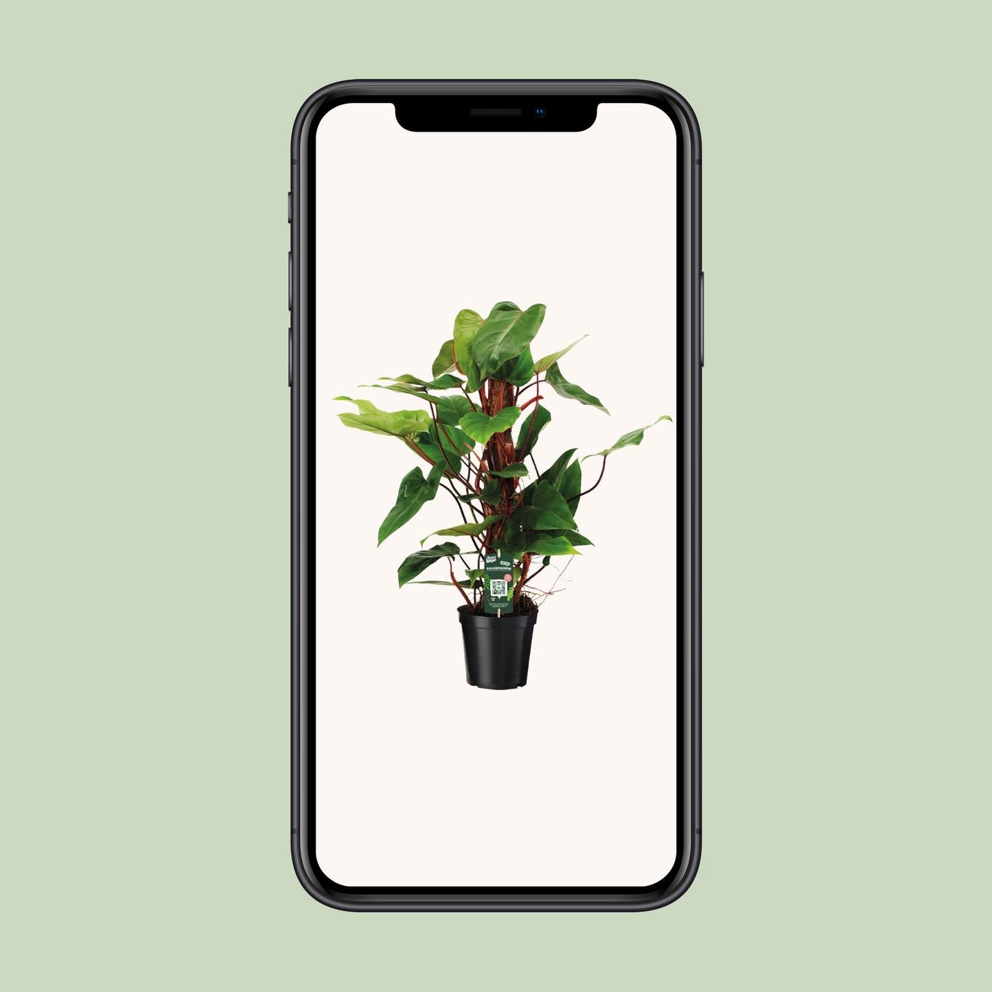 Philodendron Red Emerald - Ø19cm - ↕80cm