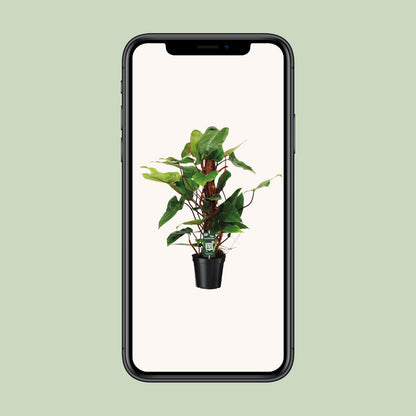 Philodendron Red Emerald - Ø19cm - ↕80cm