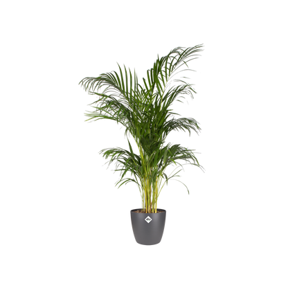 Elho Brussels Round Pflanztopf Anthrazit 20 cm