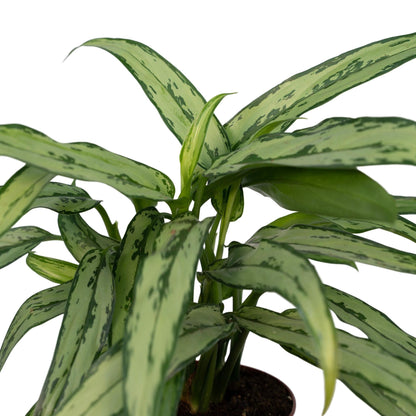 Aglaonema Cutlass - Ø30cm - ↕12cm