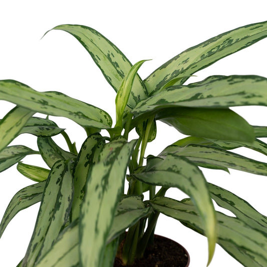 Aglaonema Cutlass - Ø30cm - ↕12cm