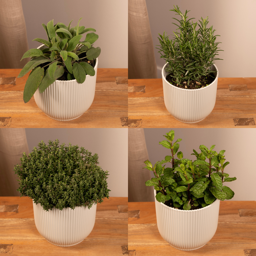 Tuinkruiden Mix (1 Stücke) - Ø14cm - ↕18cm