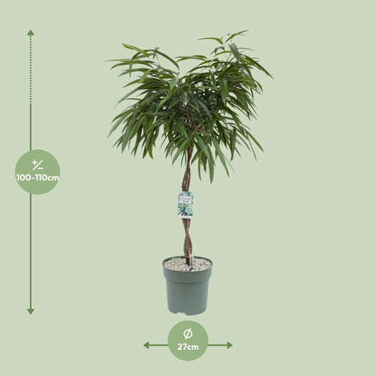 Ficus Mahori - Ø27cm - ↕120cm